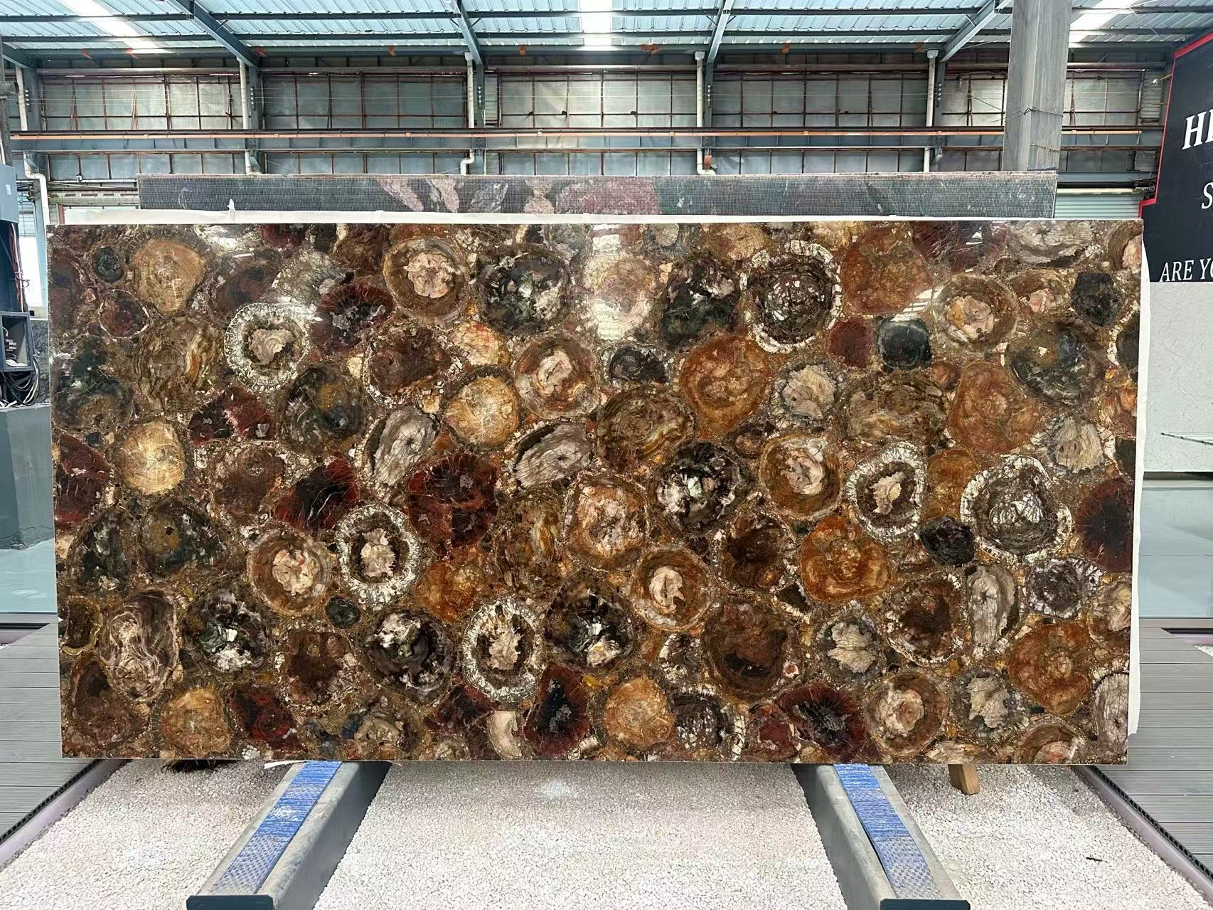 2-Petrified Wood_Round Vein Slab