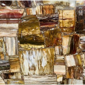  » The gift from nature billions of years ago : Petrified Wood