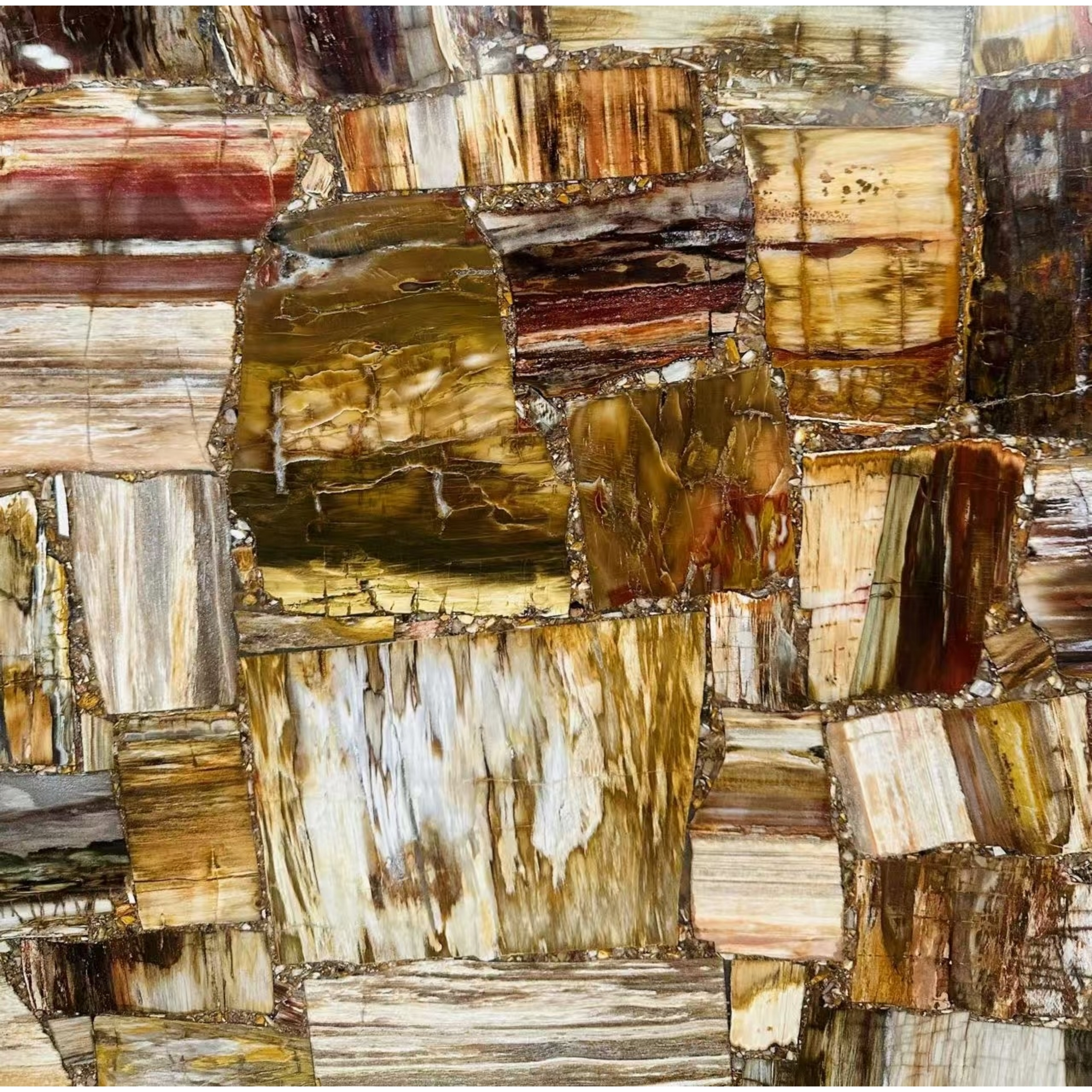 The gift from nature billions of years ago : Petrified Wood