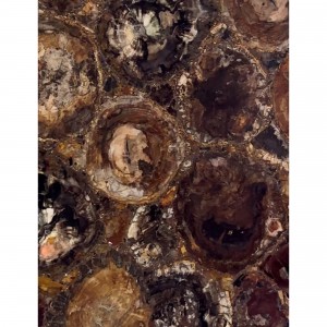  » The gift from nature billions of years ago : Petrified Wood